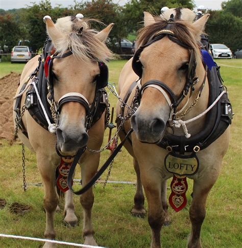 Shire horse,harness,animal,equine,draught - free image from needpix.com