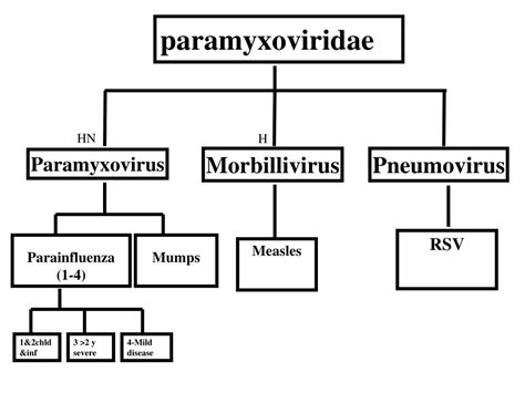 PPT - Paramyxoviridae PowerPoint Presentation, free download - ID:1101402