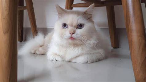 Cute White Cat Hiding Under the Wooden Table Stock Image - Image of ...