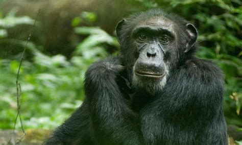 chimpanzee for sale in india - Shag Weblogs Photographic Exhibit