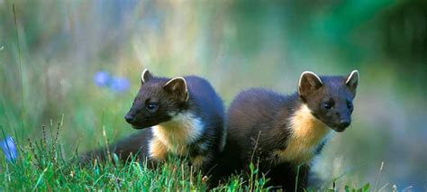 Dusk Watches in our mammal hide on Speyside in the Highlands of ...