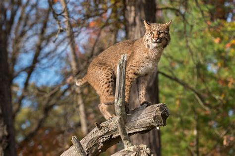 The elusive bobcat - Kentucky Living