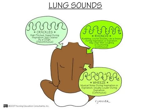 cupcakern: “ Lung sounds: crackles, ronchi, and wheeze ” Nursing School ...