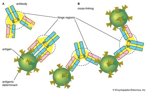 Epitope | Description & Function | Britannica