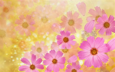 166+ Flower Backgrounds, Wallpapers, Pictures, Images | Design Trends ...