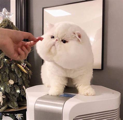 Absolute unit I found chilling on Insta : r/AbsoluteUnits