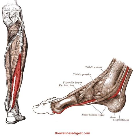 flexor digitorum brevis origin and insertion - Captions Graphic