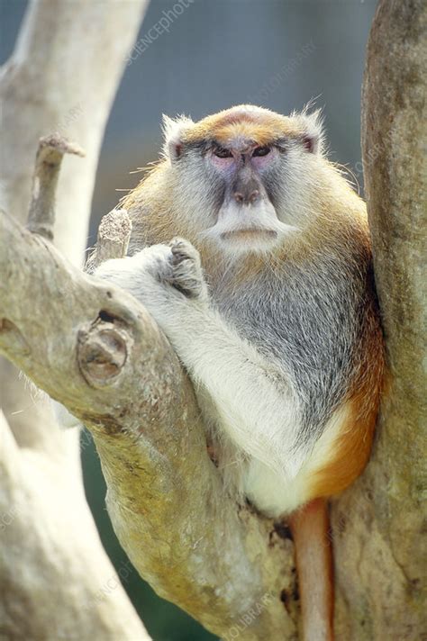 Patas Monkey - Stock Image - C004/5523 - Science Photo Library