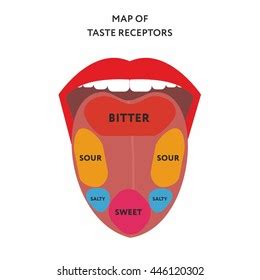 Taste Buds Map