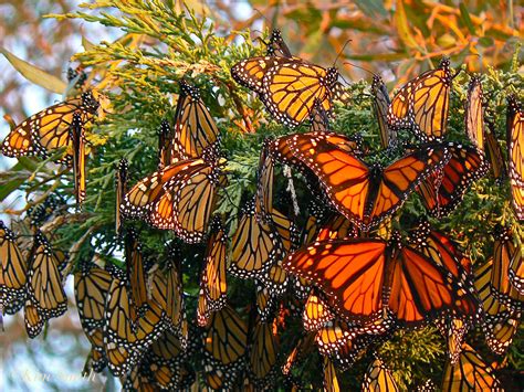 8 Interesting Monarch Butterfly Facts - Butterfly Joy