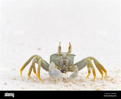 Horned Ghost Crab (ocypode ceratophthalma) Wizard Island, Cosmoledo ...