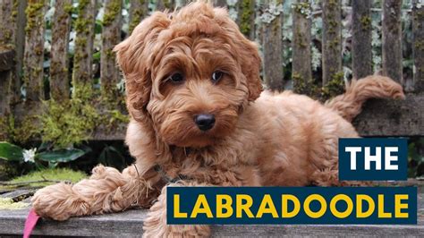 Labradoodle: Your Guide To This Cute Labrador Poodle Mix! - YouTube