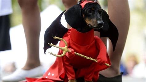 10 Best Wiener Dog Costumes For Halloween [PICTURES] | Dog costumes ...