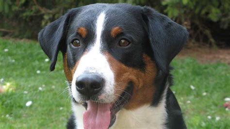 Appenzeller Sennenhund - Price, Temperament, Life span