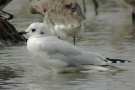 10+ Different Types of Seagulls - Sea Gull Types With Photos