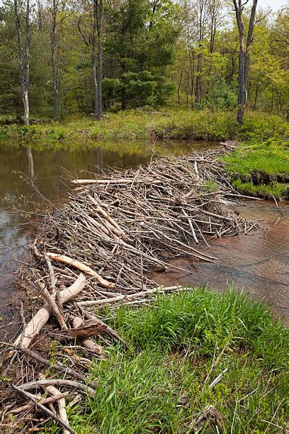 Top 60 Beaver Dam Stock Photos, Pictures, and Images - iStock