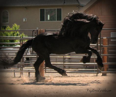 Royal Grove Stables Blog: MY STER FRIESIAN STALLION, APOLLO, PLAYING IN ...