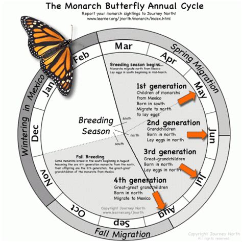 The Perilous Migration of the Monarch Butterfly | High Plains Gardening