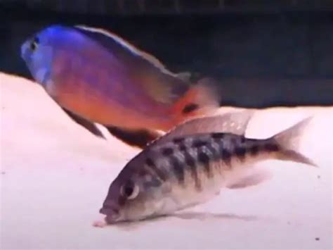 Red Empress Cichlid Care Guide & Species Profile | Fishkeeping World