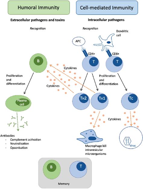 Adaptive immune response overview showing branches of the humoral ...