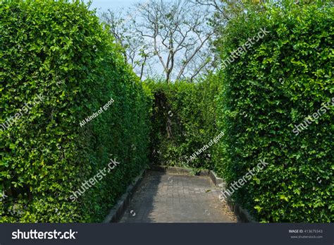 Hedge Maze Gardens Stock Photo 413679343 | Shutterstock