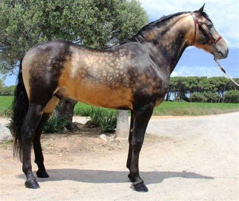 buckskin horse for sale uk - Impeccable Weblogs Bildergallerie