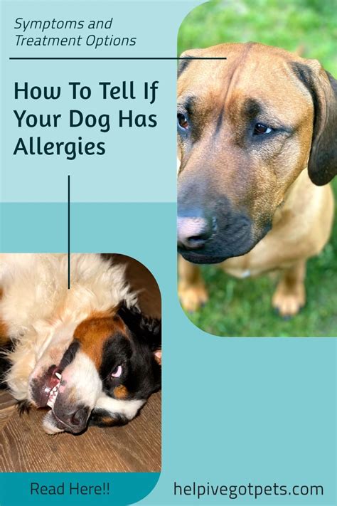 How To Tell If Your Dog Has Allergies | Dog allergies, Dog deals, Allergies