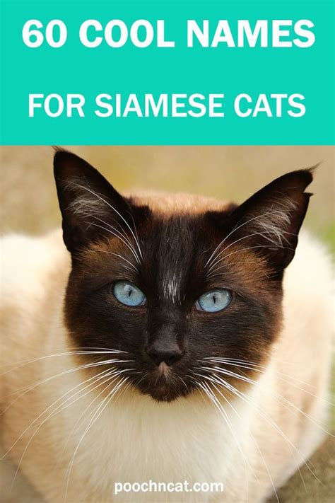 60 Cool Names for Siamese Cats - – Cat Lifestyle | Siamese cats, Kitten ...