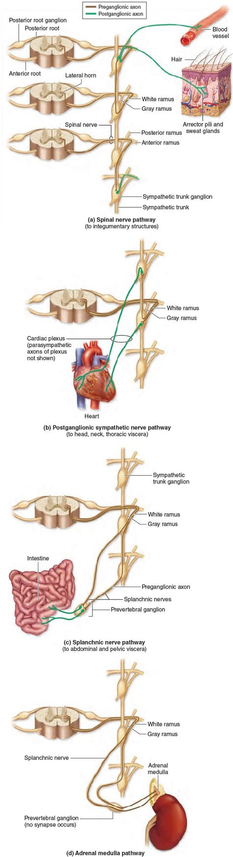 Types of Sympathetic Pathways. Pathways of (a) a spinal nerve, (b) a ...