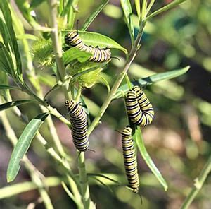 Swan Plant Tips: Jacqui Knight - Moths and Butterflies of New Zealand Trust