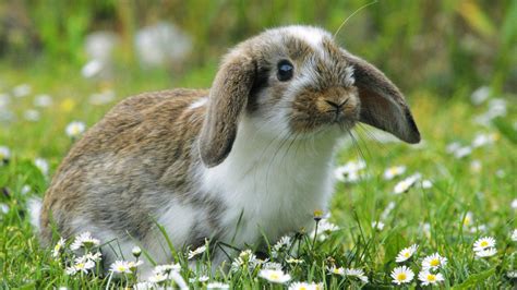 Cute White And Brown Rabbit Is Sitting On Green Grass Around Flowers In ...