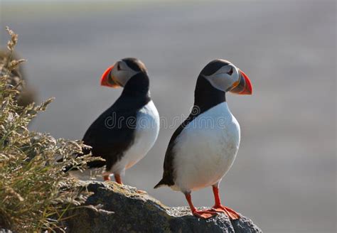 Puffins on the cliffs stock image. Image of summer, birds - 49559435