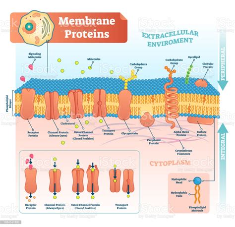 Membrane proteins labeled vector illustration. Detailed microscopic ...