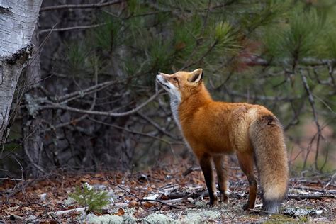 Fluffy tail : r/foxes