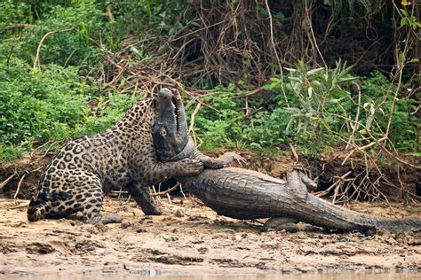 Jaguar v. Caiman Death Battle Photographed in Brazil | Live Science