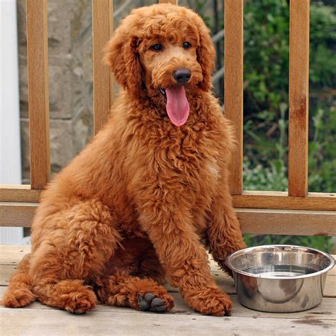 Standard Poodle Breed Description: History and Overview