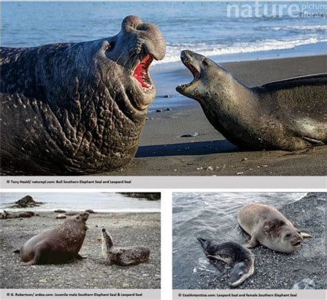 Animal vs. Animal Pictorial; These are accounts of natural ...