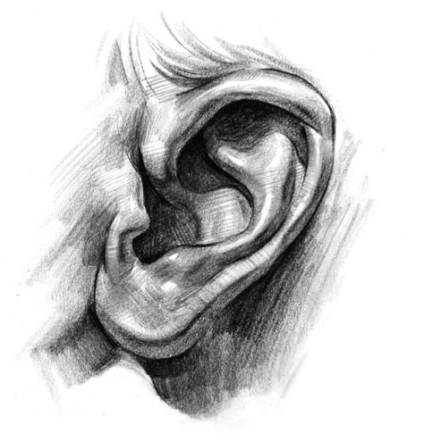 How To Draw Realistic Ears