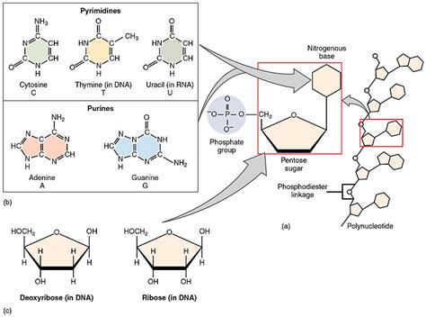 Difference Between Ribonucleotide and Deoxyribonucleotide - Pediaa.Com