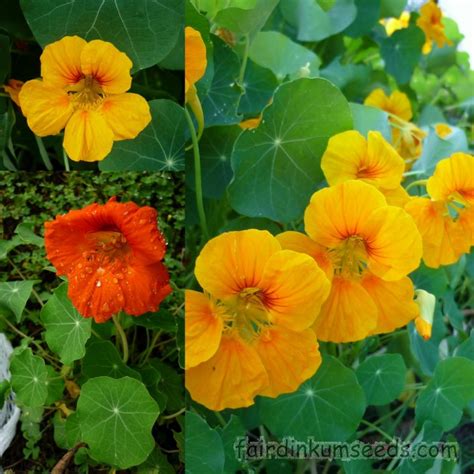 Edible Nasturtium Tropaeolum Majus Seeds | Fair Dinkum Seeds