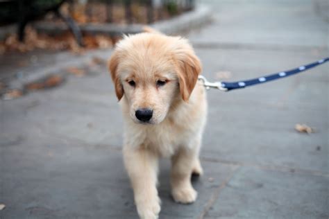 138 Top Golden Retriever Names Ranked by Popularity