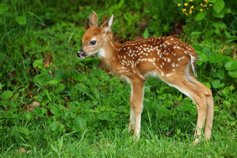 Cute White-tailed Deer Fawn, Shenandoah National Park | Whitetail deer ...