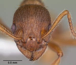 Myrmica - AntWiki