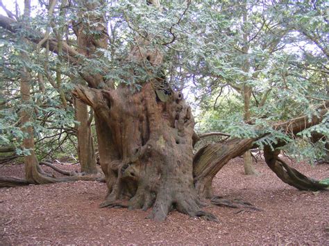 Yew - Learn About Nature