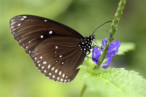 File:Brown butterfly (7235757640).jpg - Wikimedia Commons