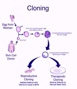 reproductive technology pros and cons