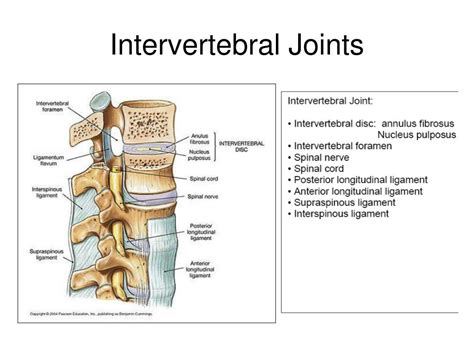 PPT - Articulations and Body Movements PowerPoint Presentation, free ...