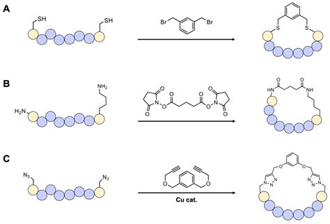 Genes | Free Full-Text | Cyclic Peptides: Promising Scaffolds for ...