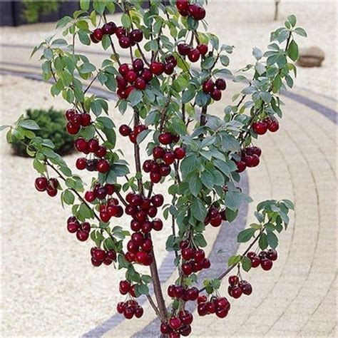 Cherry tree regina, grown on very dwarf root stock | Patio fruit trees ...