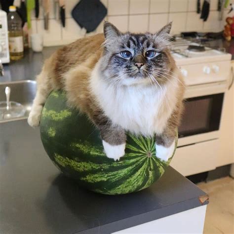 PsBattle: Cat sitting on a watermelon : photoshopbattles